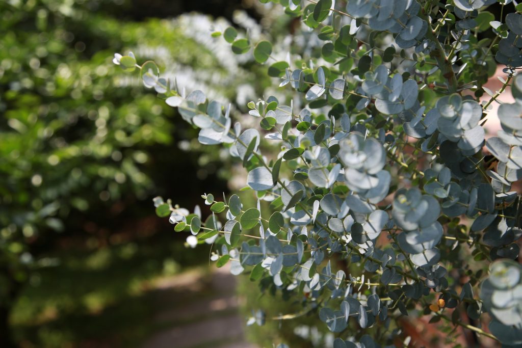 eucalyptus plant