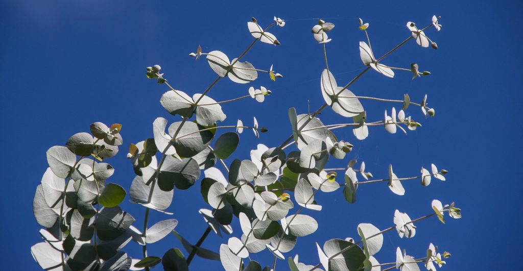 eucalyptus leaves