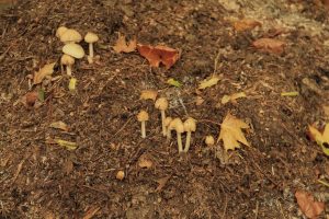 mushroom compost