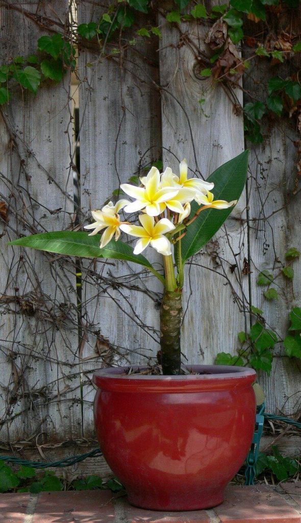 how to grow plumeria plant