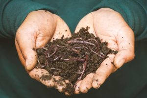 organic fertilizer vs synthetic fertilizer