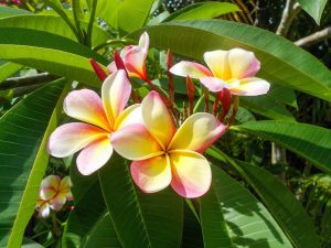 plumeria plant flower