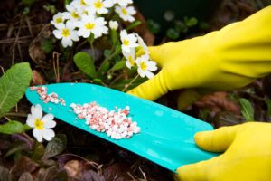 fertilizers for flowers