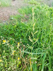 ryegrass in lawn during winter 